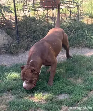 Xxl bully szuka kan eladó Szuka TÜZEL 1x volt kölyke 11  - kép 3