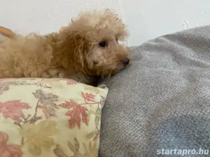 Maltipoo kölyökkutya eladó - kép 2