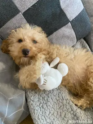 Maltipoo kölyökkutya eladó - kép 4