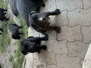 Cane corso kiskutyák  - kép 2