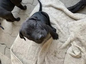 Cane corso kiskutyák  - kép 4