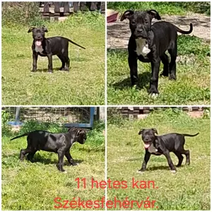 Working pitbulldog kan