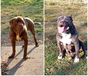 Working pitbulldog kan - kép 2