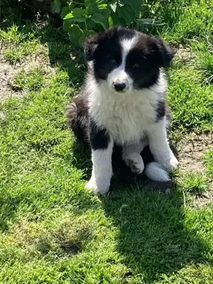 9 hetes border collie kisfiúk eladóak