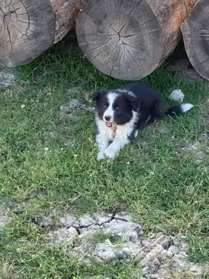 9 hetes border collie kisfiúk eladóak - kép 2