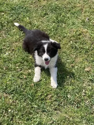 9 hetes border collie kisfiúk eladóak - kép 5