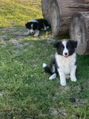 9 hetes border collie kisfiúk eladóak - kép 3