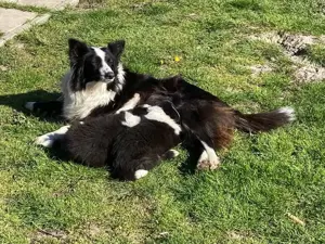 9 hetes border collie kisfiúk eladóak - kép 4