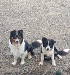 Border Collie kiskutyáink  - kép 3
