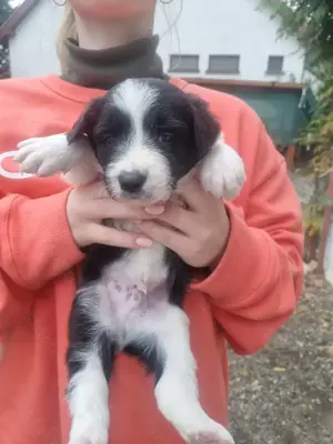 Border Collie kiskutyáink 