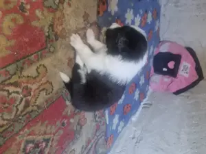 Border Collie kiskutyáink  - kép 2