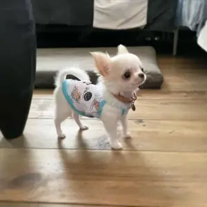 Minőségi Mini Chihuahua kiskutyák