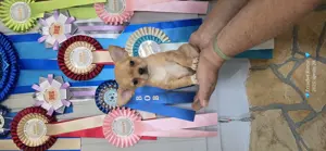 Törzskönyves csivava chihuahua kislány 
