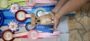 Törzskönyves csivava chihuahua kislány  - kép 2