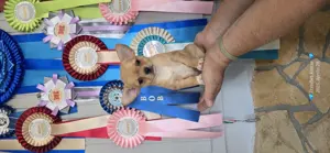 Törzskönyves csivava chihuahua kislány  - kép 3
