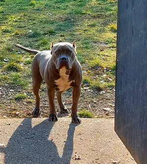 Bully szuka