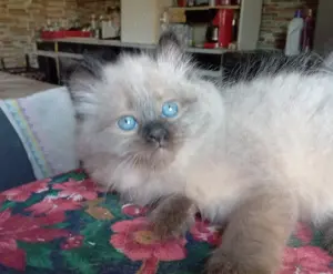 Eladó seal ragdoll kisfiú