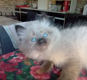 Eladó seal ragdoll kisfiú