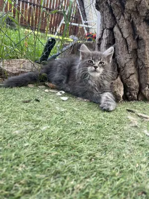 Maine coon kiscicák eladók  - kép 4