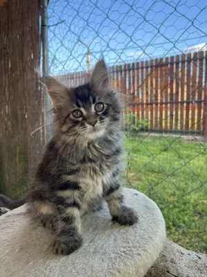 Maine coon kiscicák eladók  - kép 2