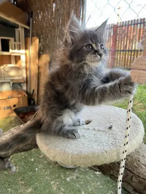 Maine coon kiscicák eladók  - kép 3