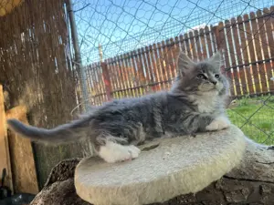 Maine coon kiscicák eladók  - kép 5