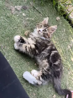 Maine coon kiscicák eladók 