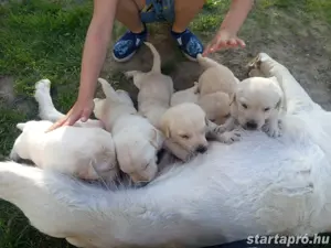 labrador kiskutyák