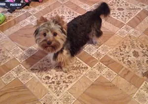 Yorkshire terrier fedez