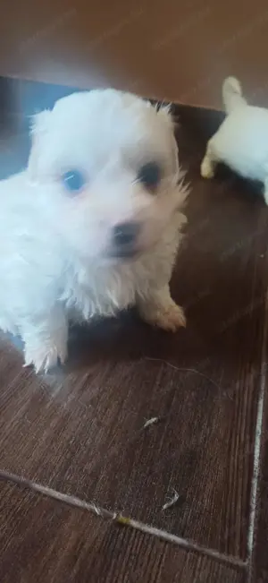 Bishon Havanese kiskutyák eladók - kép 3