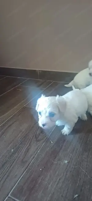 Bishon Havanese kiskutyák eladók - kép 2