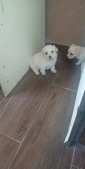 Bishon Havanese kiskutyák eladók