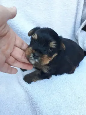 Mini yorki kisfiú.foglalhato.