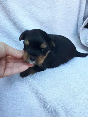 Mini yorki kisfiú.foglalhato. - kép 6