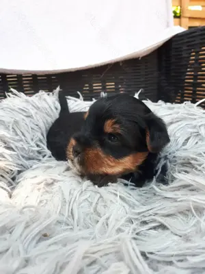 Mini yorki kisfiú.foglalhato. - kép 4