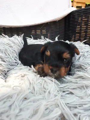Mini yorki kisfiú.foglalhato. - kép 7