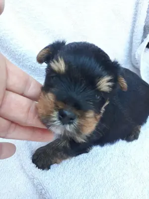 Mini yorki kisfiú.foglalhato. - kép 8
