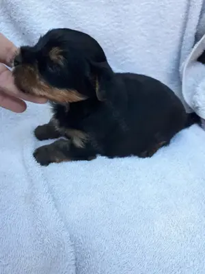 Mini yorki kisfiú.foglalhato. - kép 3