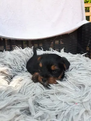 Mini yorki kisfiú.foglalhato. - kép 5