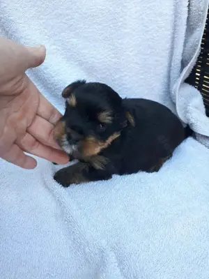 Mini yorki kisfiú.foglalhato. - kép 9