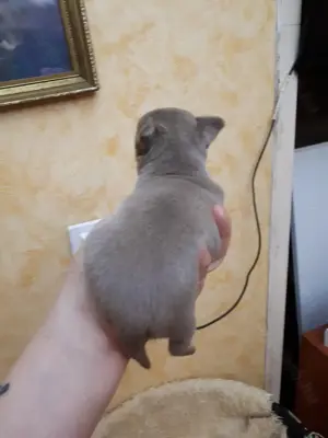 Törzskönyvezett extra mini kislány. - kép 2