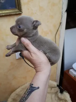 Törzskönyvezett extra mini kislány. - kép 5