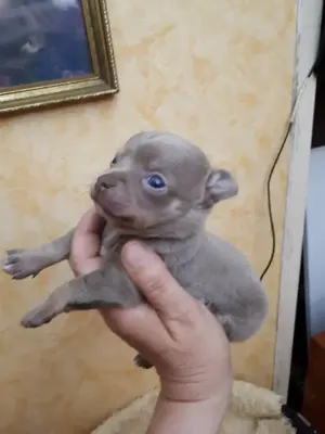 Törzskönyvezett extra mini kislány. - kép 6