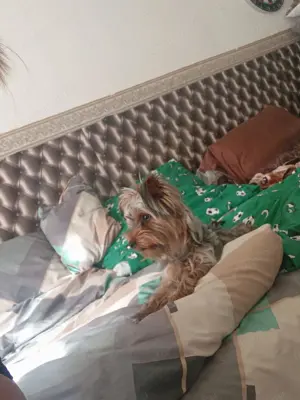 Eladó yorki fiú Budapesten Szobatiszta 8 hónapos 