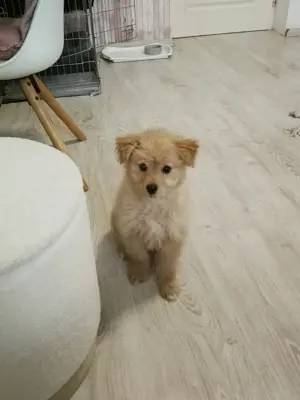 Maltipoo jellegű kisfiú