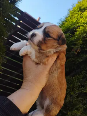 Bichon jellegű kisfiú 