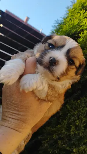 Bichon jellegű kisfiú  - kép 3