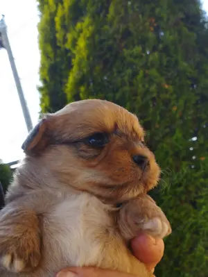Bichon jellegű kiskuty k - kép 2