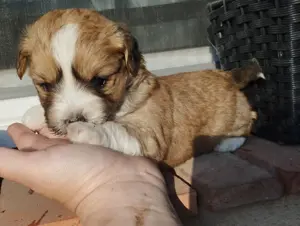 Bichon jellegű kiskuty k