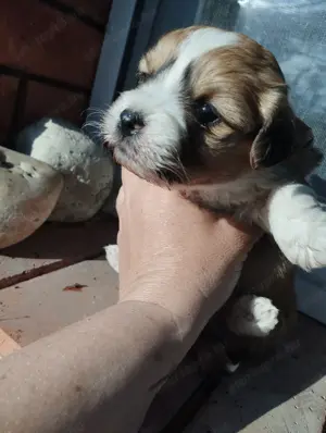Bichon jellegű kiskuty k - kép 5
